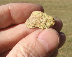 Sponge holdfast (Pennsylvanian)