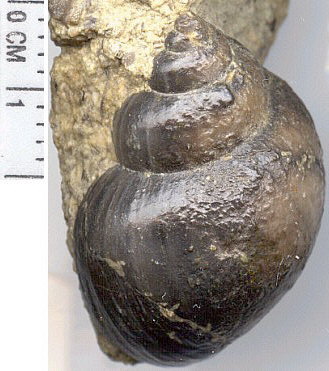 Jedria sp.