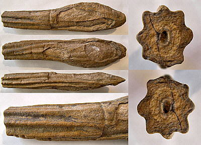 Stromatoporoid - Aulacera plummeri (1843) - Calcareous sponge