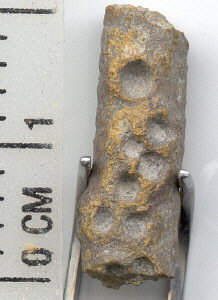 Borings on crinoid columns