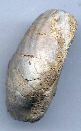 Meekella striatocostata Florena Shale Permian brachiopod fossil 1 per bid 