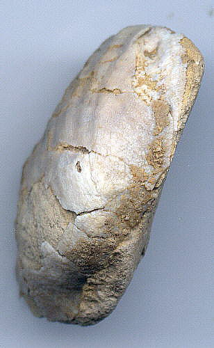 Meekella striatocostata Cox