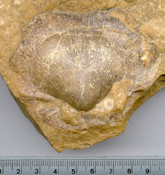 Spirifer (Mesochorispira) grimesi (Hall, 1858)