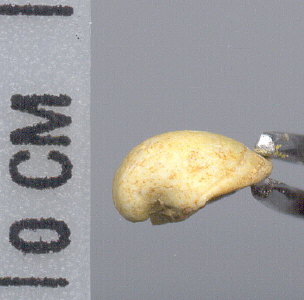 Crurithyris planoconvexa (Shumard, 1855)