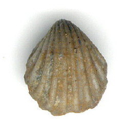 Hustedia mormoni (Marcou, 1858)