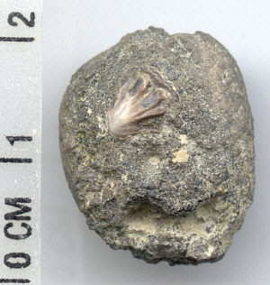 Petrodus sp. - dermal denticle