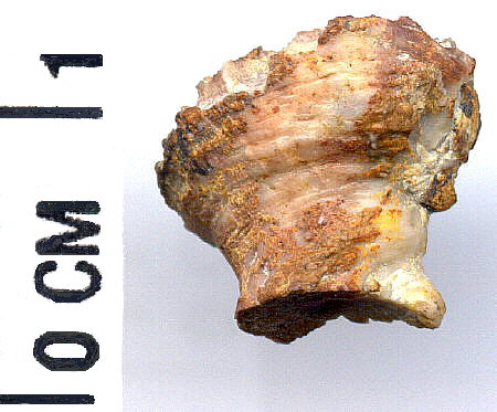 Carboniferous Pennsylvanian Michelinia eugeneae fossil coral Oklahoma 