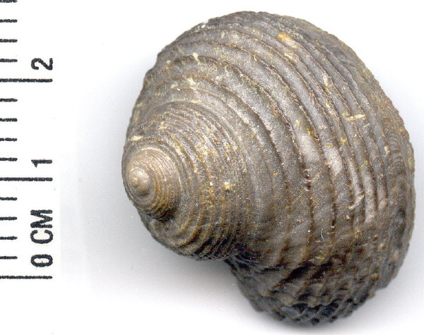 Shansiella carbonaria