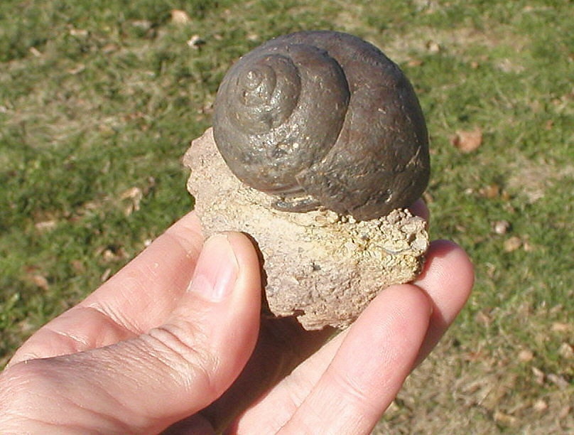 Strobeus primigenius (Conrad, 1835)