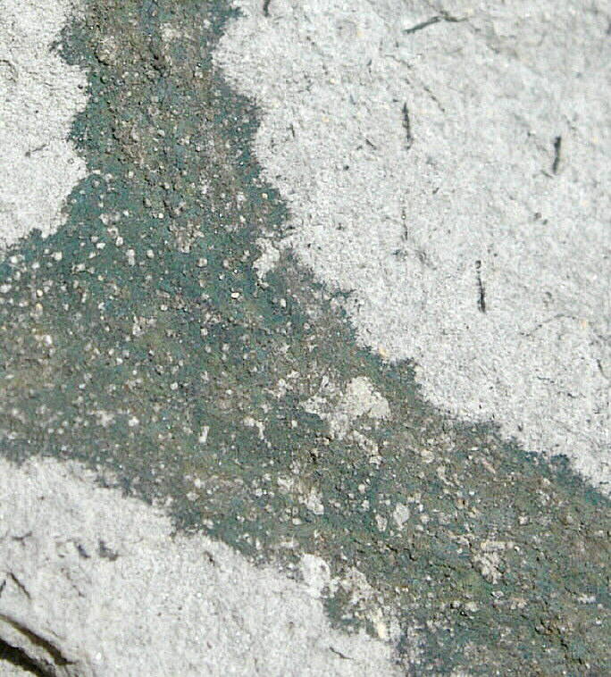 Titusvillia sp.