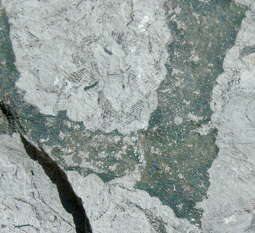 Titusvillia sp.
