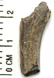 Tetrapod (rib fragment)