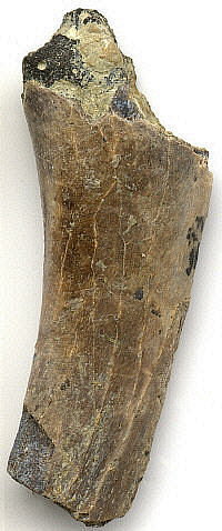 Tetrapod (rib fragment)