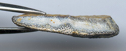 Chomatodus sp.