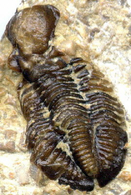 Ditomopyge sp.